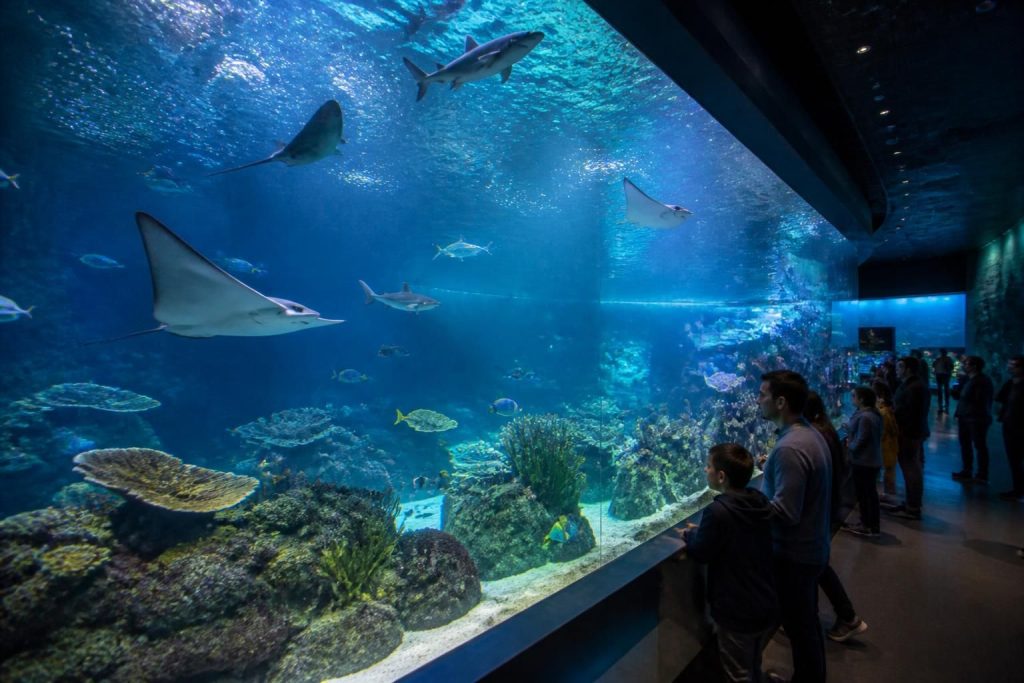 découvrez l'aquarium à bordeaux, un lieu magique où les passionnés de la mer peuvent explorer des mondes sous-marins fascinants et observer une diversité incroyable d'espèces marines.