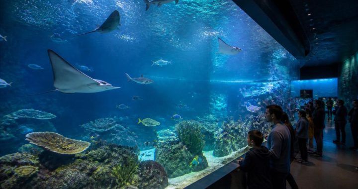 L&rsquo;aquarium à Bordeaux : un lieu magique pour les passionnés de la mer